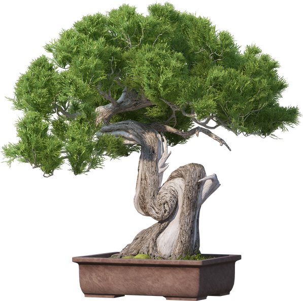 A variety of garden decorative bonsai